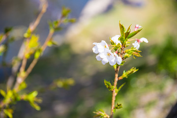 埼玉元荒川の桜並木