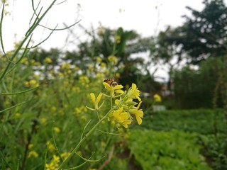 yellow flowers in the garden