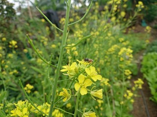 Obraz premium yellow flowers in the garden