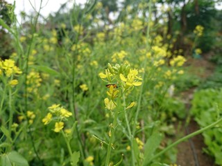 yellow flowers in garden