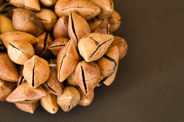 Ayoyotes Con Hueso De Fraile, pre-Hispanic dance instrument in Mexico