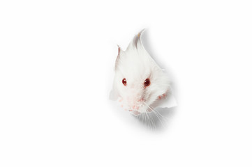 White rat head white background