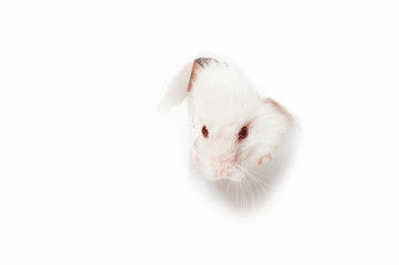 White rat head white background