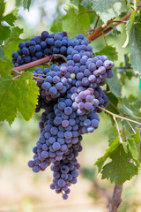 Large bunch of grapes in a vineyard