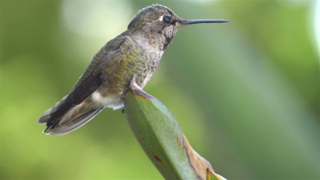 Real humming bird sitting on the leaf in slow motion 180fps