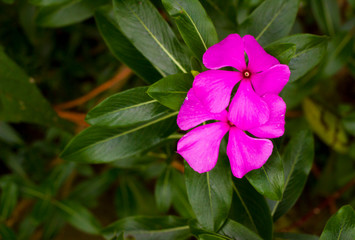 Vincas