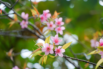 Wild Himalaya Cherry blossom close up