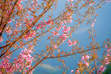 Wild Himalaya Cherry blossom