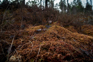 Spruce Tree Forest, Sunbeams through Fog illuminating Moss and Fern Covered Forest Floor.