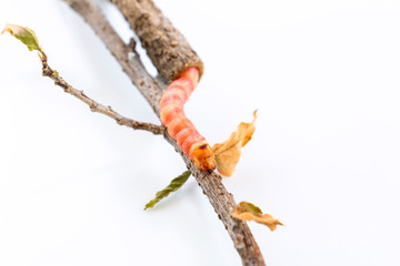 Red Zeuzera coffeae or moths stem borer destroy tree, it is dangerous insect pests with plant disease of vegetables and agriculture.