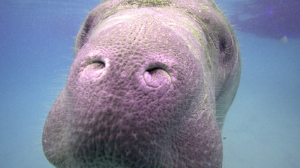 Close up of a small West Indian Manatee (trichechus manatus) captured as her curiosity drew her closer and closer to the camera, providing a unique wide angle view.