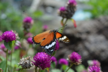 butterfly on flower