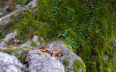 Lichen and moss on the old tree at rain forest in autimn