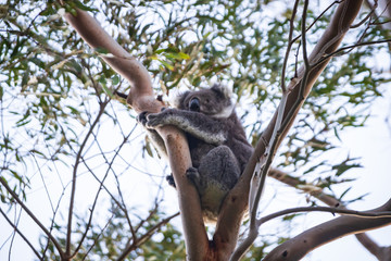 Koala mother and baby