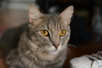 gato color gris de ojos amarillos