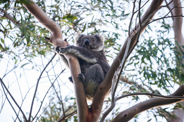Koala mother and baby