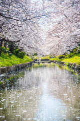 埼玉元荒川の桜並木