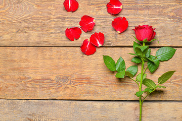 Beautiful rose flower on wooden background