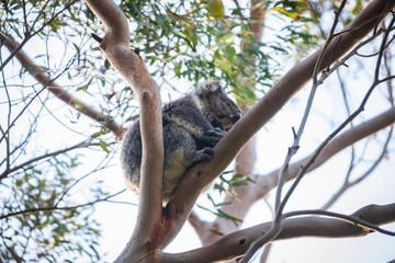 Koala mother and baby