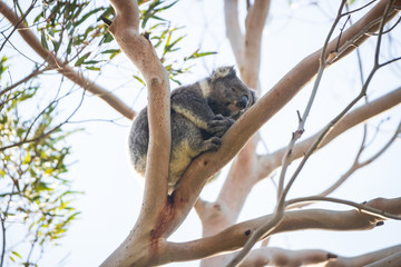 Koala mother and baby