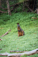 Wallaby, Tower Hill Reserve