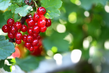 Red currant. A bunch of red currants in the shape of a heart on a currant Bush. Summer harvest background. Valentine's day