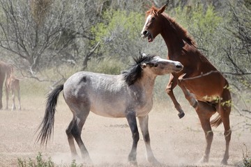 Wild horses fight in the Arizona desert.