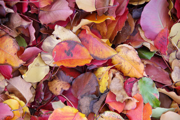 Close-up high angle sectional full frame view of multicolored autumn leaves on the ground