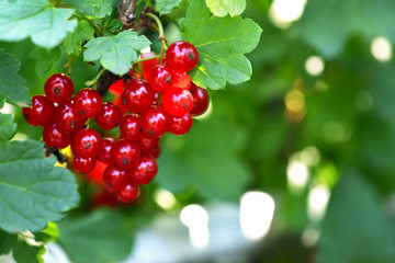 Red currant. A bunch of red currants in the shape of a heart on a currant Bush. Summer harvest background. Valentine's day
