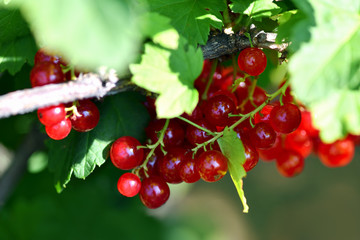 Red currant. Bush ripe red currant in the garden close-up. Summer harvest background.