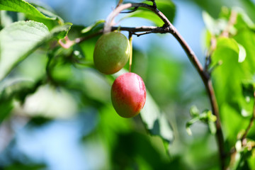 Plum. The fruit of an unripe plum hangs on a tree in the garden in the sun. Horizontal macro photography