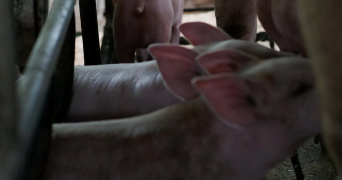 Piggy sucking milk from breeder pig mom in rural traditional farm meat industry