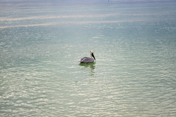 Pelican in Gulf of Mexico