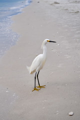 Egret