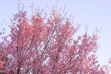 Wild Himalaya Cherry blossom