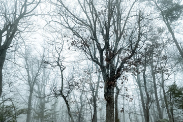 Misty view of the Cheaha State Park, Alabama USA