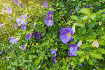 blue flowers in the garden