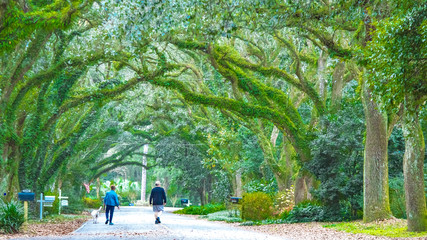 Oak Street , Magnolia Springs , Alabama USA © Pugalenthi