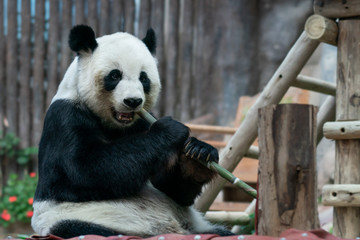 Giant Panda eats bamboo in the park. © marchsirawit