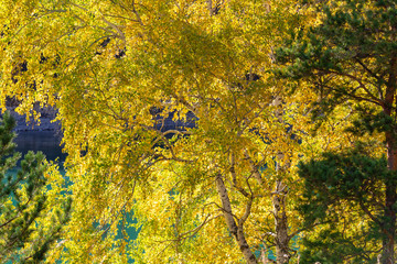 Golden autumn, beautiful tree, turquoise river
