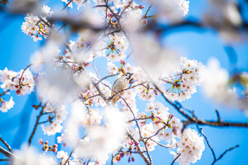 埼玉元荒川の桜並木