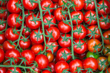 Red tomatoes on a branch. Background from ripe tomatoes.