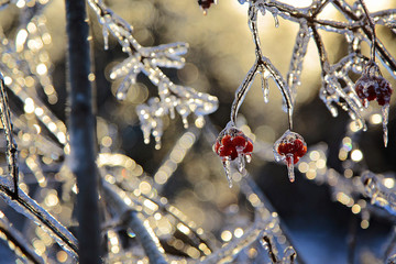 frost berries
