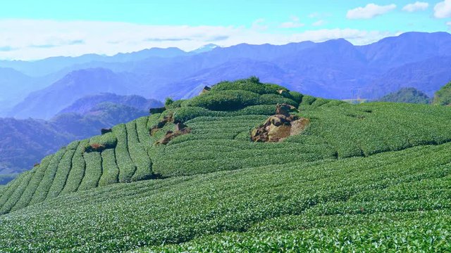 Beautiful green tea crop garden rows scene with blue sky and cloud, design concept for the fresh tea product background, 4K, lifestyle.