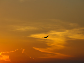 Fototapeta na wymiar オレンジに染まる夕焼けと鳥