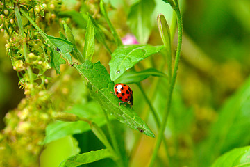 Bicho sobre hoja