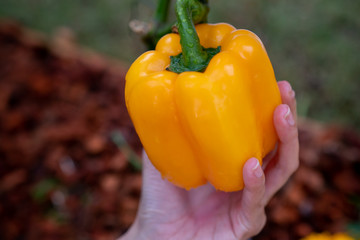 Closeup of farmer's hands harvest a Bell pepper in the garden. Farmers hands with fresh Bell pepper.