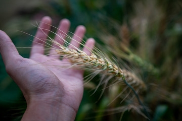Ripe wheat in the farmer hands on the wheat fields. Farmer hands touching wheat field, harvest.