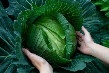 Closeup of farmer's hands harvest a cabbage in the garden.