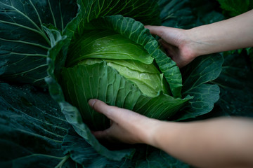 Closeup of farmer's hands harvest a cabbage in the garden.